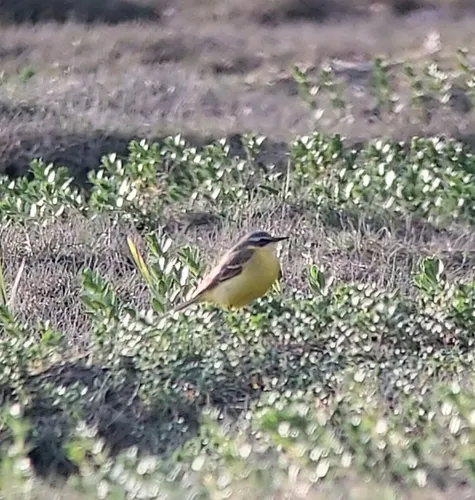 Eastern Yellow Wagtail