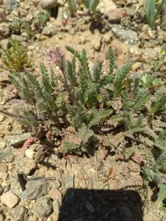 henderson's horkelia thumbnail 2