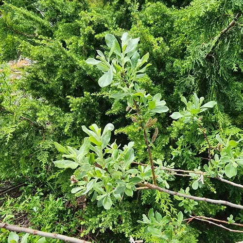 Sitka willow