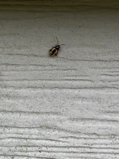 Phyllotreta ochripes thumbnail 3