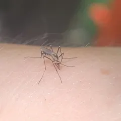 Eastern Treehole Mosquito thumbnail 3