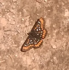 Gillett's Checkerspot thumbnail 2