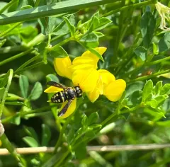 Northern Rotund-Resin Bee thumbnail 4