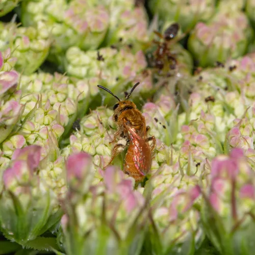 Viereck's Sweat Bee