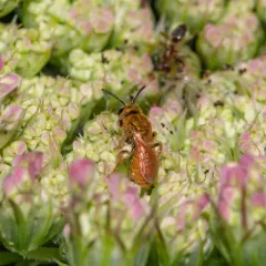 Viereck's Sweat Bee thumbnail 1