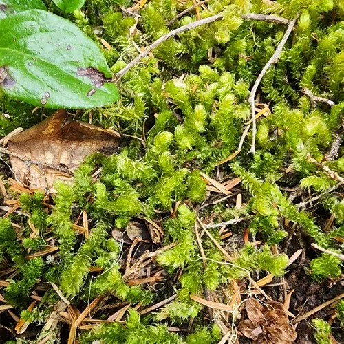 Pipecleaner Moss