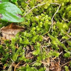 Pipecleaner Moss thumbnail 1