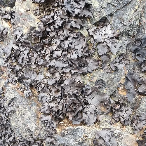 Ballpoint Rocktripe Lichen