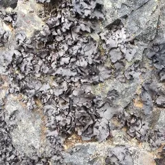 Ballpoint Rocktripe Lichen thumbnail 1
