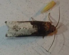 Epiblema dorsisuffusana thumbnail 4
