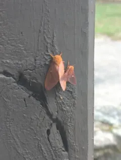 Spiny Oakworm Moth thumbnail 2
