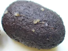 Lasiobolus macrotrichus thumbnail 3