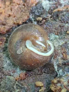 Upland Pillsnail thumbnail 3