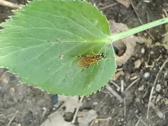Xylomya tenthredinoides thumbnail 3
