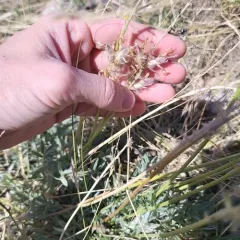 Bessey's Locoweed thumbnail 4