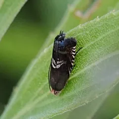 Clover Head Caterpillar Moth thumbnail 3