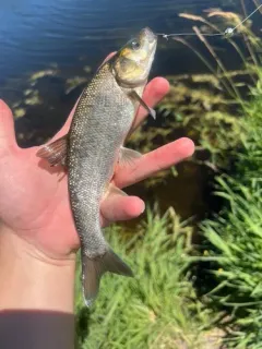 Blue Chub thumbnail 3