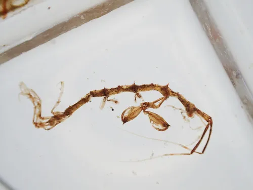 long-horned skeleton shrimp
