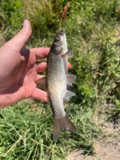 Tui Chub thumbnail 2