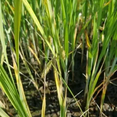 chaffy sedge thumbnail 3