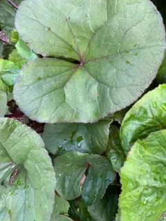 Leopardplant thumbnail 5