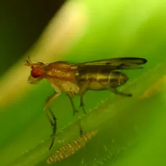 Tetanocera plebeja thumbnail 4