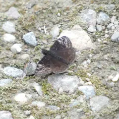 Columbine Duskywing thumbnail 2