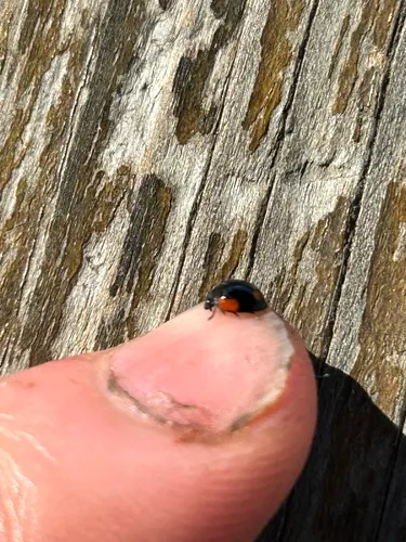 Exochomus californicus
