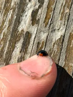 Exochomus californicus thumbnail 1