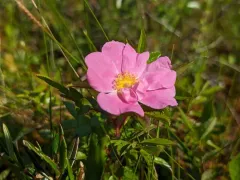 Shining Rose thumbnail 3