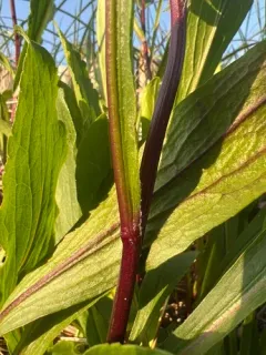 Solidago psammophila thumbnail 3