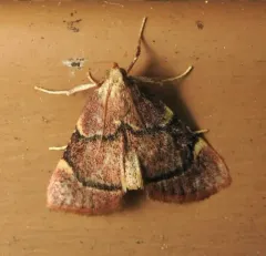Spruce Needleworm Moth thumbnail 3