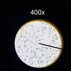 Pseudosperma friabile thumbnail 4