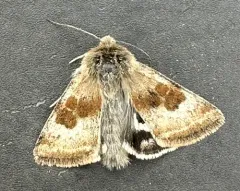 Oregon Gem Moth thumbnail 3