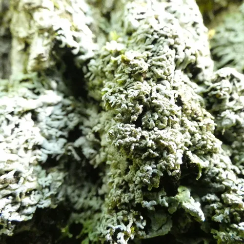 Pale-bellied Frost Lichen