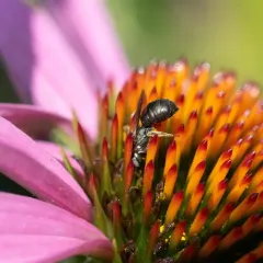 Nimble Ceratina thumbnail 2