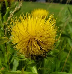 Giant Knapweed thumbnail 4