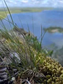 weak arctic sedge thumbnail 4