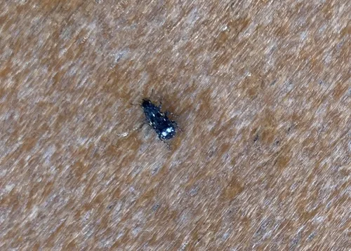 Goniocloeus bimaculatus