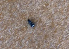 Goniocloeus bimaculatus thumbnail 1