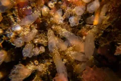 Tunic-Band Compound Tunicate thumbnail 1