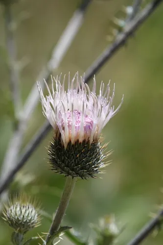 New Mexico thistle