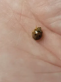 Ashy Gray Lady Beetle thumbnail 3