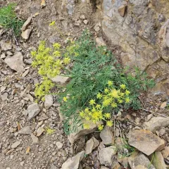 Brandegee's Desert-parsley thumbnail 3