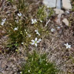 Fescue Sandwort thumbnail 4