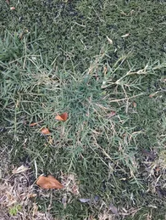 Bermuda grass thumbnail 3