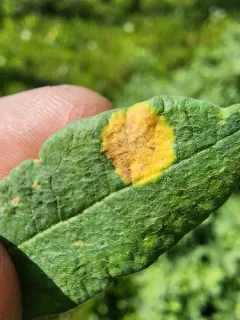 Exobasidium canadense thumbnail 1