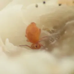 Ptenothrix maculosa thumbnail 3