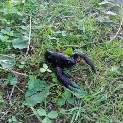 Red Swamp Crayfish thumbnail 2