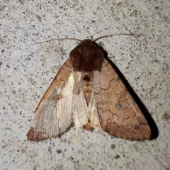 Rosewing Moth thumbnail 2